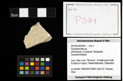 Foto (Objekt + Etiketten) von Goniodromites sp. 